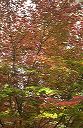 maple