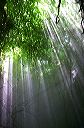 rays